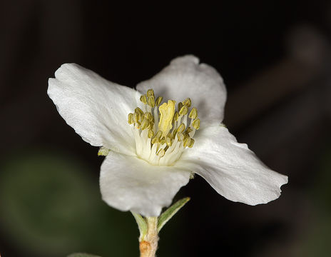 Image of littleleaf mock orange