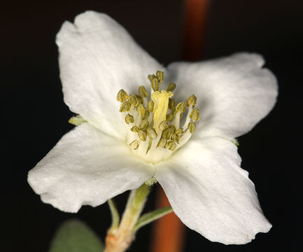 Image of littleleaf mock orange