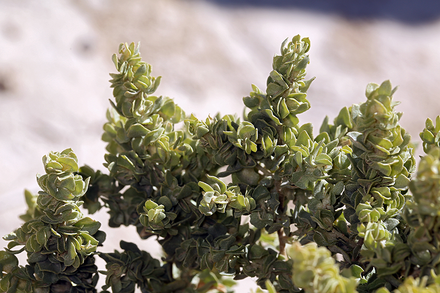 Слика од Atriplex confertifolia (Torr. & Frem.) S. Wats.