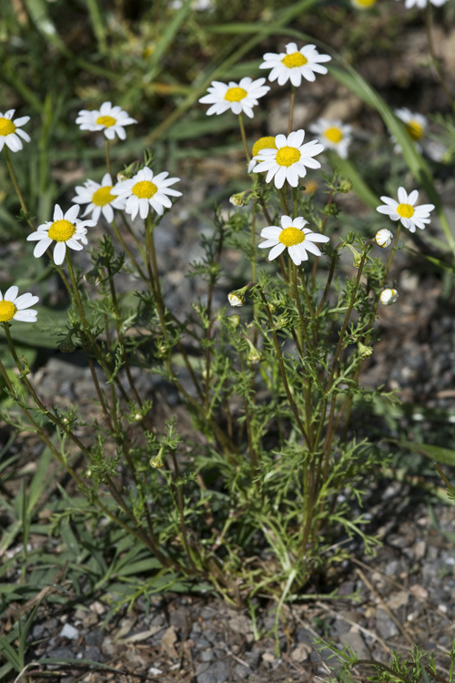 Chamaemelum fuscatum (Gren. & Godr.) Vasc. resmi