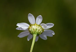 Chamaemelum fuscatum (Gren. & Godr.) Vasc. resmi