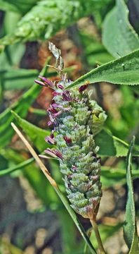 Слика од Neostapfia colusana (Burtt Davy) Burtt Davy