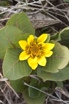 Image of Bolander's mule-ears