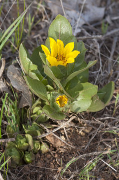 Image of Bolander's mule-ears