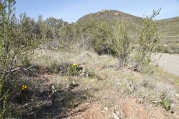 Image of Bolander's mule-ears