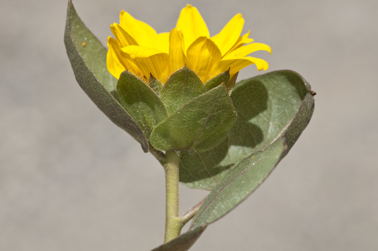 Image of Bolander's mule-ears