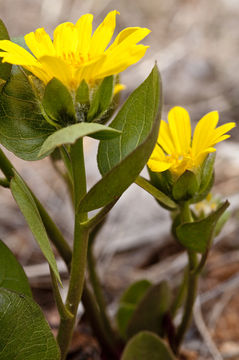 Image of Bolander's mule-ears