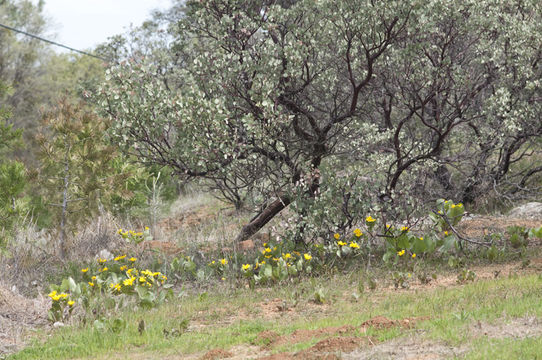 Image of Bolander's mule-ears