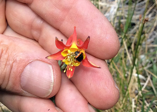 Image of <i>Aquilegia shockleyi</i>