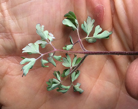 Image of <i>Aquilegia shockleyi</i>