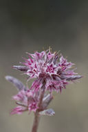 Image of pink spineflower