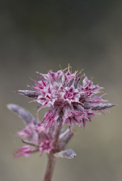 Image of pink spineflower