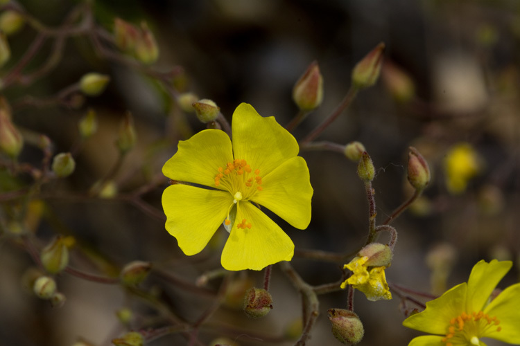 Image of <i>Helianthemum scoparium</i>