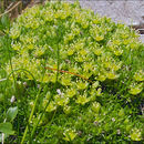 Image of dwarf cherleria