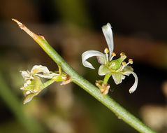 Image de Glossopetalon spinescens var. aridum M. E. Jones