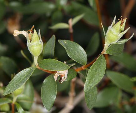 Image of littleleaf mock orange