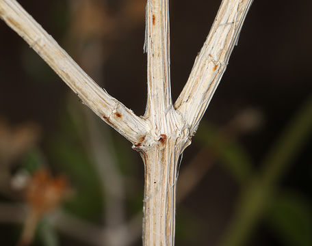 Image of littleleaf mock orange