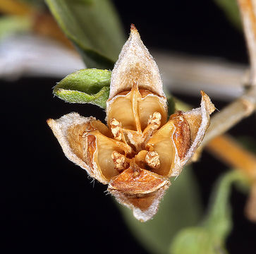 Image of littleleaf mock orange