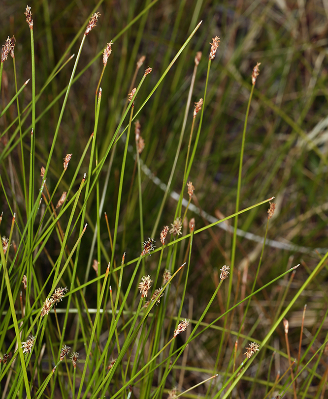 Plancia ëd Eleocharis rostellata (Torr.) Torr.