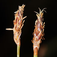 Plancia ëd Eleocharis rostellata (Torr.) Torr.