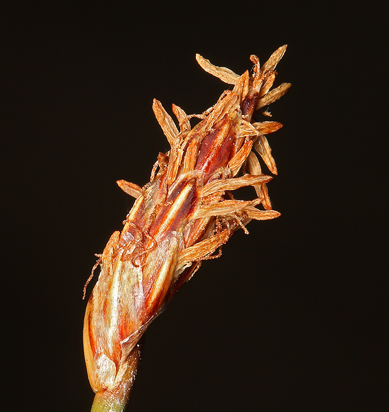 Plancia ëd Eleocharis rostellata (Torr.) Torr.