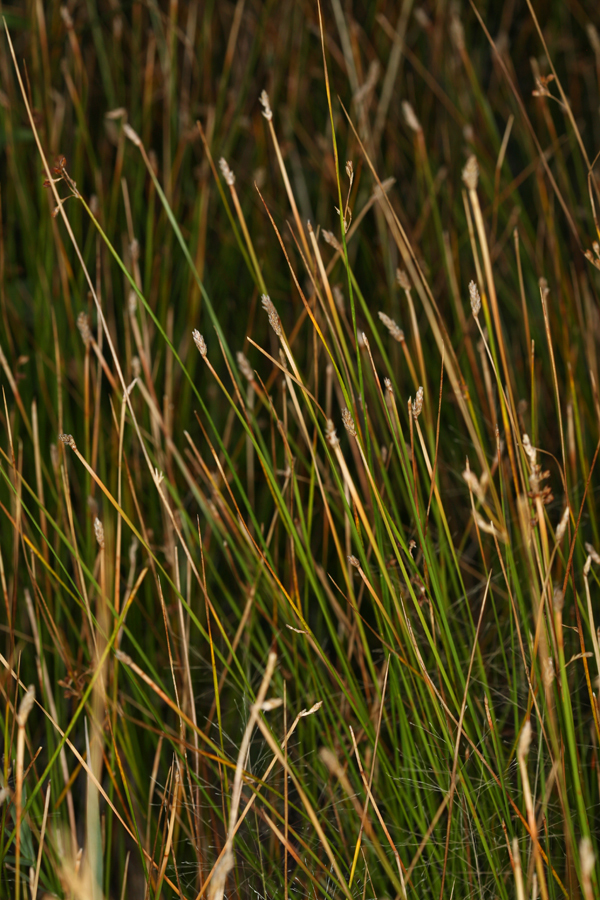 Plancia ëd Eleocharis rostellata (Torr.) Torr.