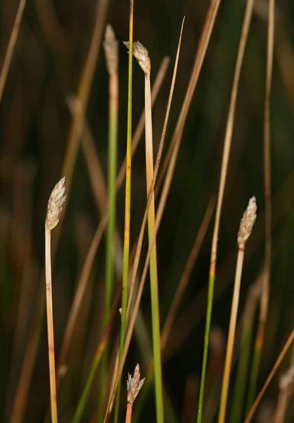 Plancia ëd Eleocharis rostellata (Torr.) Torr.