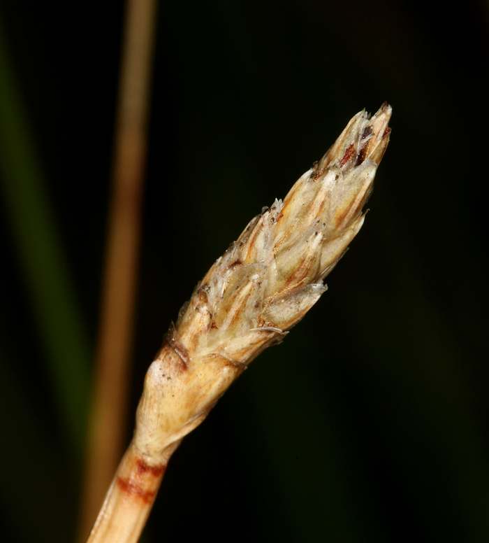 Plancia ëd Eleocharis rostellata (Torr.) Torr.