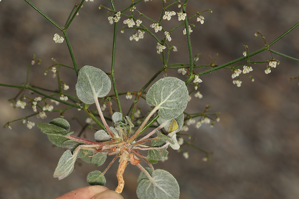 Image of Parry's buckwheat