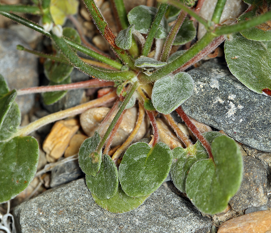 Image of Parry's buckwheat