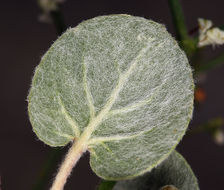 Image of Parry's buckwheat