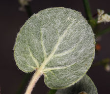 Imagem de Eriogonum brachypodum Torr. & Gray