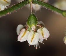 Imagem de Eriogonum brachypodum Torr. & Gray