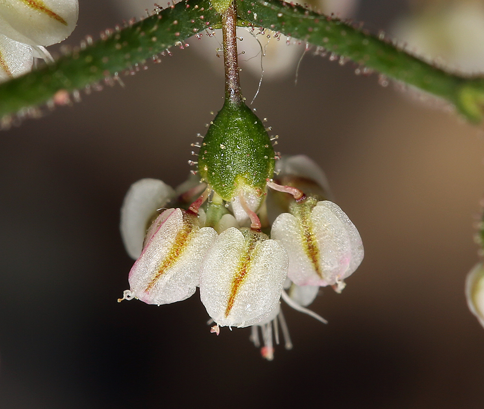 Image of Parry's buckwheat