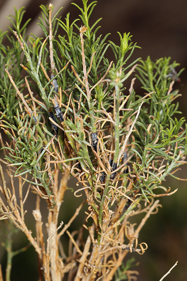 Image of Mojave rabbitbrush