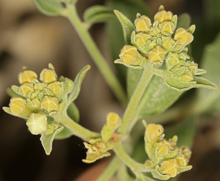 Image of shinyleaf sandpaper plant