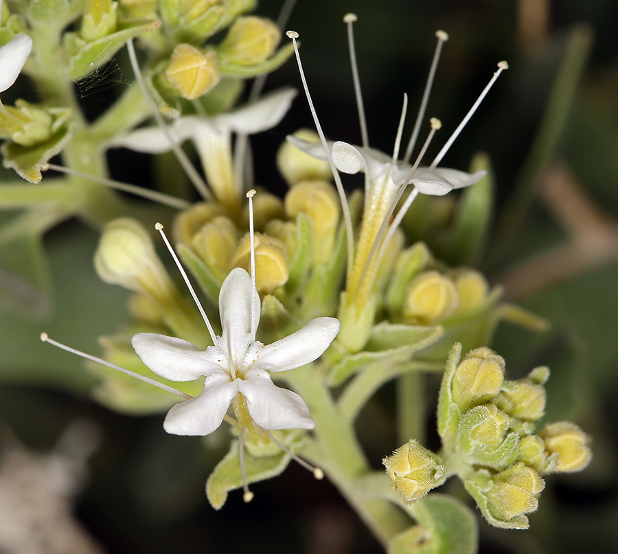 Image of shinyleaf sandpaper plant