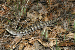 Image of Southern Alligator Lizard