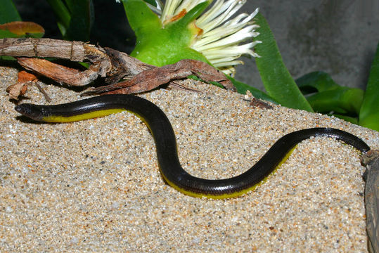 Image of California legless lizard