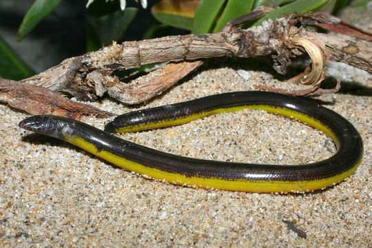 Image of California legless lizard