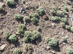 Image of <i>Cryptantha circumscissa</i>