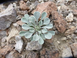 Image of tufted Townsend daisy