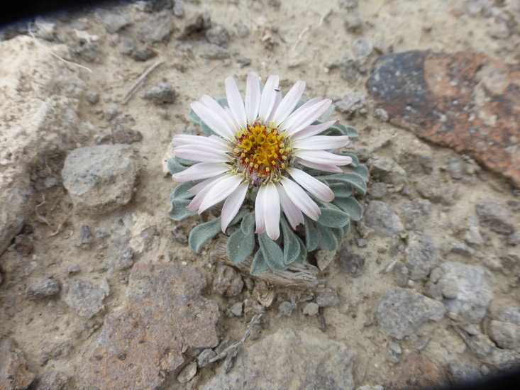 Image of tufted Townsend daisy