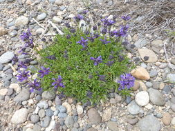 Image of pincushion beardtongue