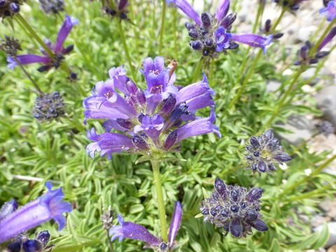 Image of pincushion beardtongue