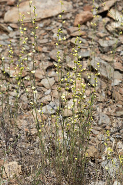 Image of milkwort jewelflower