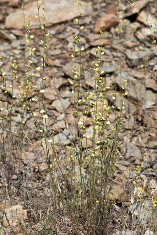 Слика од Streptanthus polygaloides A. Gray