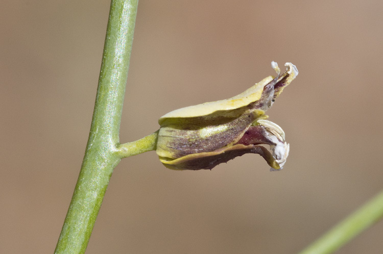 Слика од Streptanthus polygaloides A. Gray