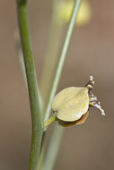 Слика од Streptanthus polygaloides A. Gray