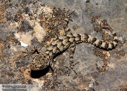 Image of Iranian Gecko